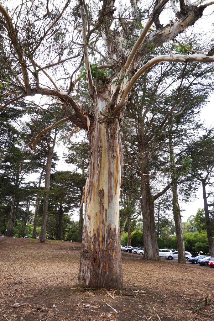 De rare kapotte bomen in het Golden Gate Park die aan het vervellen waren