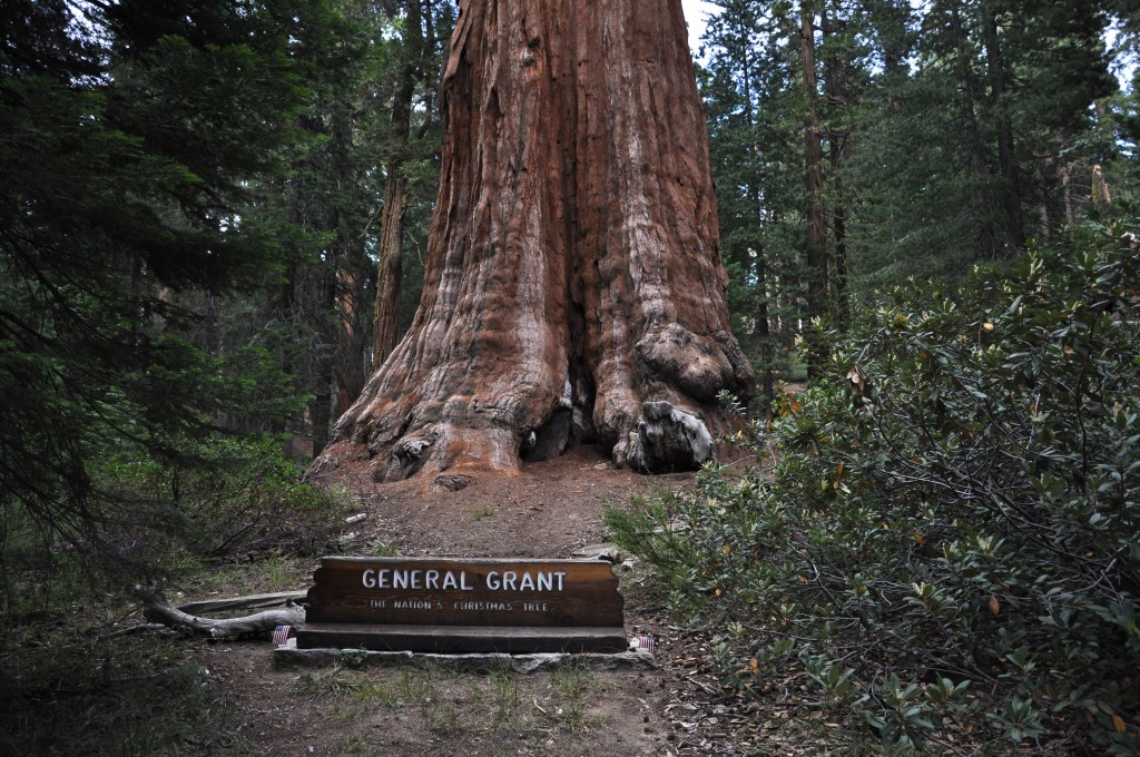 Drie na grootst bekende boom van de wereld.